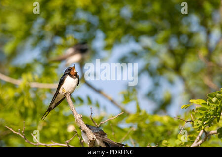 Hirondelle rustique - schlucken - Hirundo Rustica Stockfoto