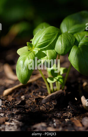 Basilikum Pflänzchen gepflanzt im Boden im Kräutergarten am frühen Morgen in dappled Licht, Ansicht schließen Stockfoto