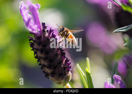 Biene Landung auf Lavendel Blume, Australien, Ansicht schließen Stockfoto