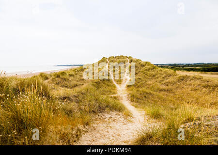 West Beach Sanddünen in der climping Strand SSSI lokale Naturschutzgebiet, Littlehampton, einem kleinen Ferienort an der Südküste West Sussex, UK im Sommer Stockfoto