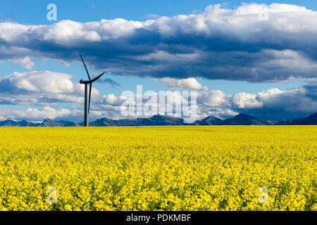 Windenergieanlagen erneuerbare Energien Energieerzeugung im Rapsfeld in der Nähe von Pincher Creek, Alberta, Kanada. Stockfoto