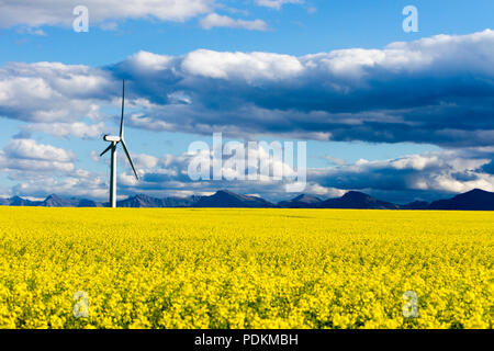 Windenergieanlagen erneuerbare Energien Energieerzeugung im Rapsfeld in der Nähe von Pincher Creek, Alberta, Kanada. Stockfoto