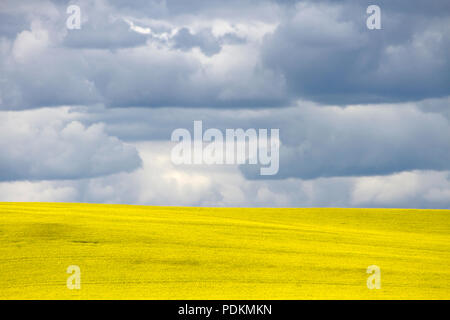 Gelbe Rapsfeld in Blüte mit dramatischen Himmel cloudscape in der kanadischen Prärie in Pincher Creek, Alberta, Kanada. Stockfoto