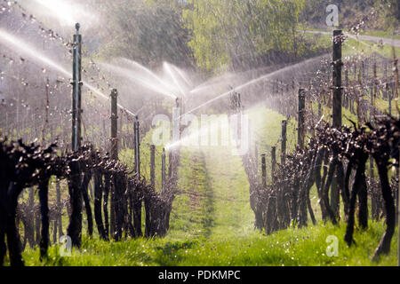 Bewässerung Sprinkler Sprühwasser Nebel auf ruhende Weinreben am Morgen im Okanagan Valley, British Columbia, Kanada. Stockfoto