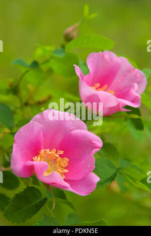 Wild rose entlang Jack Creek, Deschutes National Forest, Oregon Stockfoto