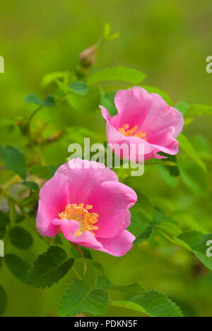 Wild rose entlang Jack Creek, Deschutes National Forest, Oregon Stockfoto