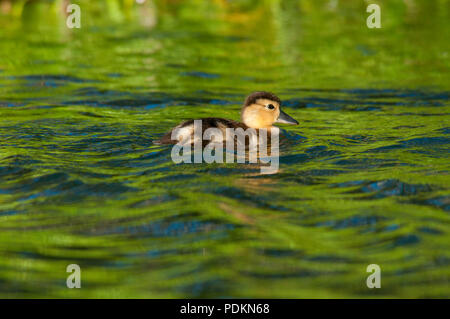 Rothaarige Entlein auf Hosmer See, Cascade Lakes National Scenic Byway, Deschutes National Forest, Oregon Stockfoto