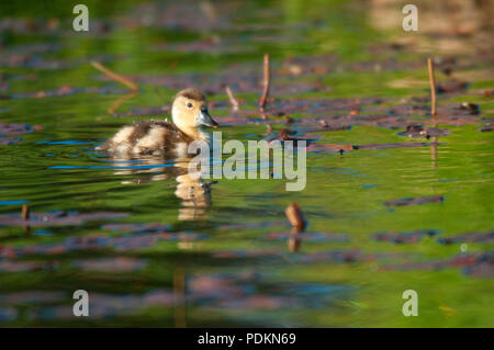 Rothaarige Entlein auf Hosmer See, Cascade Lakes National Scenic Byway, Deschutes National Forest, Oregon Stockfoto