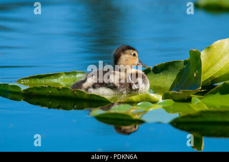 Rothaarige Entlein auf Hosmer See, Cascade Lakes National Scenic Byway, Deschutes National Forest, Oregon Stockfoto