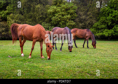 Pferde grasen auf grünem Gras auf der Weide eines Horse Ranch Stockfoto