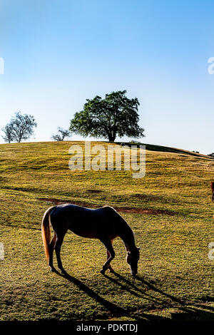 Silhouette eines Pferdes im Morgenlicht in einem Feld mit einem einsamen Baum in der Ferne und dem klaren, blauen Sommerhimmel. Stockfoto