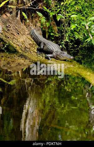 Alligator sonnen sich auf einem Baumstamm im Sumpf. Stockfoto