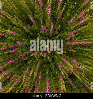 Bereich der Willow - Kaffee an einem bewölkten Tag. Hintergrund Textur flach. Stockfoto