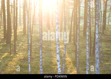 Wald auf dem Hintergrund der Sonnenstrahlen im Frühling. Lettland. Baltische Staat Stockfoto