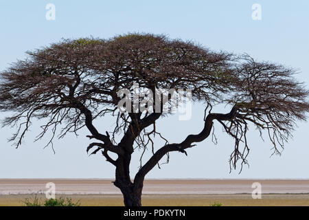 Ein Kamel Thorn Tree stading gegen den Himmel mit dem Salz Ebenen hinter sich, in Etosha National Park, Namibia Stockfoto