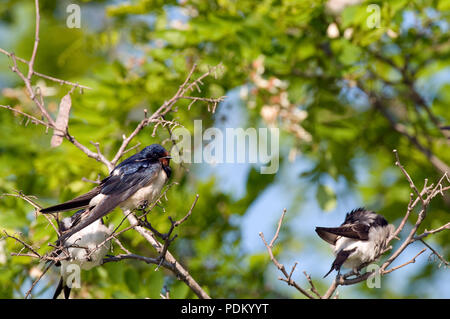 Hirondelle rustique - schlucken - Hirundo Rustica Stockfoto