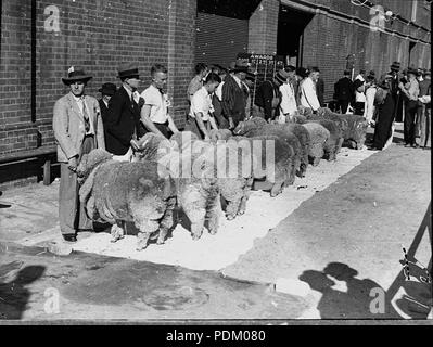 139 20305 SLNSW ersten Tag beurteilen Schaf Show Stockfoto