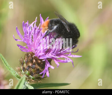 Ein Arbeiter Red-tailed Hummel (Bombus lapidaries) Nahrungssuche auf einer Blume des gemeinsamen Flockenblume (Centaurea nigra). Bedgebury Wald, Kent, Großbritannien. Stockfoto