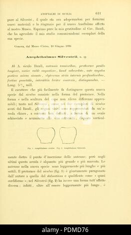 Annali del Museo Civico di Storia Naturale di Genova (Seite 611)