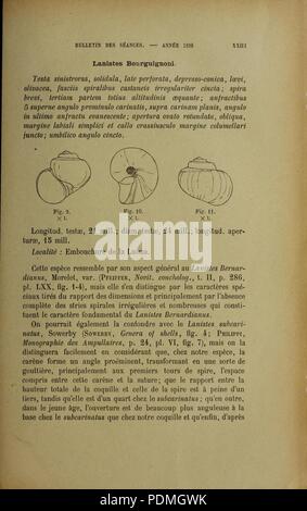 Annales de la Société Royale de Belgique malacologique (Seite 31) Stockfoto