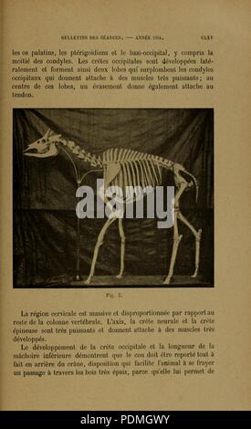 Annales de la Société Royale de Belgique et zoologique malacologique Stockfoto