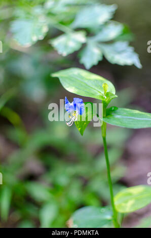 Kleine blaue Wildblume im Park in Pittsburgh Stockfoto