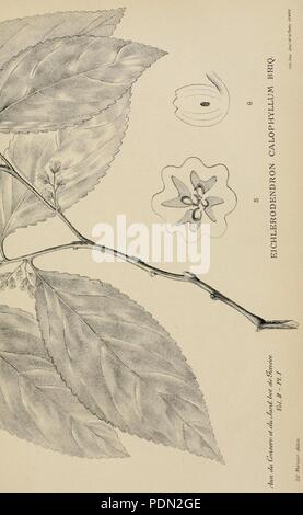 Annuaire du Conservatoire et du Jardin Botaniques de Genève (pl. I) Stockfoto