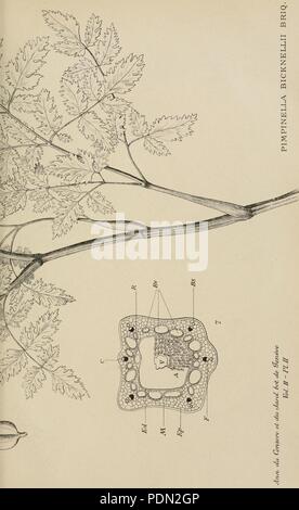 Annuaire du Conservatoire et du Jardin Botaniques de Genève (pl. II) Stockfoto