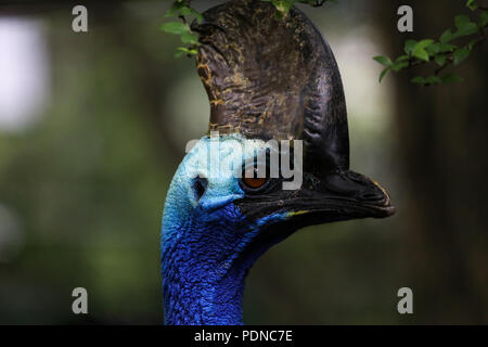 Bangkok, Thailand. 09 Aug, 2018. Ein cassowary Vogel in einem Käfig im Dusit Zoo in Bangkok, Thailand, 9. August 2018 gesehen. Der Bangkok landmark 'Dusit Zoo' wird Ende August 2018 schließt nach 80 Jahren Betrieb dann Verlegung an einen neuen Bereich im Fernen Osten Bangkok. Credit: Seksan Roj/Pacific Press/Alamy leben Nachrichten Stockfoto
