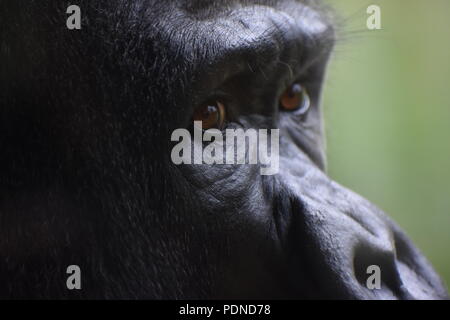 Der Gorilla Augen super Nahaufnahme Stockfoto