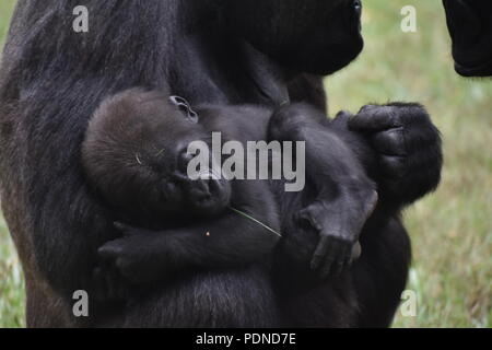 Baby Gorilla schläft im Arm der Mutter Stockfoto