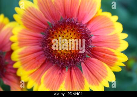 Indische Decke Blume Stockfoto