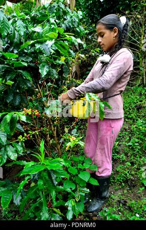 Kaffee Ernte in LA ZUNGA - Ecuador Grenze - San Ignacio - Departement Cajamarca PERU Stockfoto