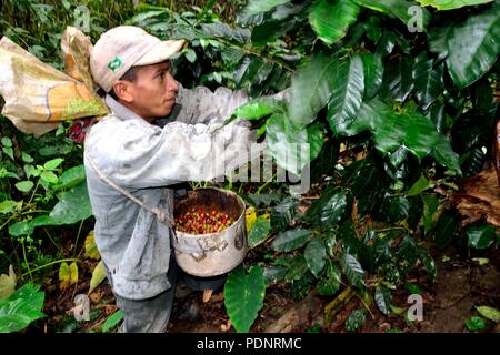 Kaffee Ernte in LA ZUNGA - Ecuador Grenze - San Ignacio - Departement Cajamarca PERU Stockfoto