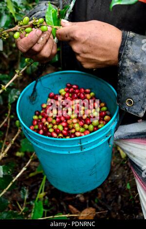 Kaffee Ernte in LA ZUNGA - Ecuador Grenze - San Ignacio - Departement Cajamarca PERU Stockfoto