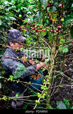 Kaffee Ernte in LA ZUNGA - Ecuador Grenze - San Ignacio - Departement Cajamarca PERU Stockfoto