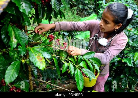 Kaffee Ernte in LA ZUNGA - Ecuador Grenze - San Ignacio - Departement Cajamarca PERU Stockfoto