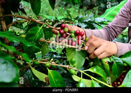 Kaffee Ernte in LA ZUNGA - Ecuador Grenze - San Ignacio - Departement Cajamarca PERU Stockfoto