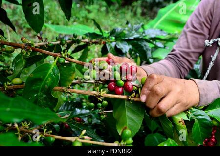 Kaffee Ernte in LA ZUNGA - Ecuador Grenze - San Ignacio - Departement Cajamarca PERU Stockfoto