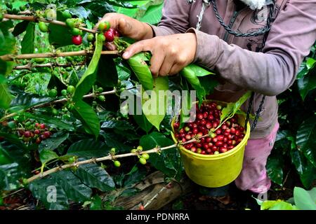 Kaffee Ernte in LA ZUNGA - Ecuador Grenze - San Ignacio - Departement Cajamarca PERU Stockfoto