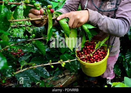 Kaffee Ernte in LA ZUNGA - Ecuador Grenze - San Ignacio - Departement Cajamarca PERU Stockfoto