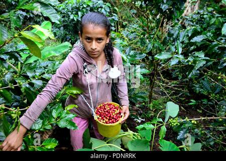 Kaffee Ernte in LA ZUNGA - Ecuador Grenze - San Ignacio - Departement Cajamarca PERU Stockfoto