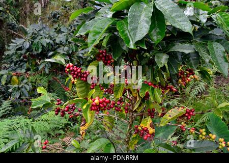 Kaffee Ernte in LA ZUNGA - Ecuador Grenze - San Ignacio - Departement Cajamarca PERU Stockfoto