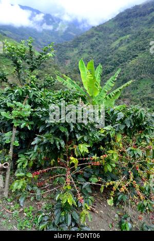 Kaffee Ernte in LA ZUNGA - Ecuador Grenze - San Ignacio - Departement Cajamarca PERU Stockfoto