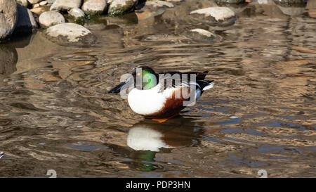 Männliche Northern Shoveler Ente, Spatula clypeata, Jefferson County, Colorado, USA, 24. Februar 2018 Stockfoto