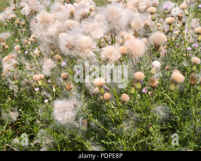 Flauschige Kopf auf creeping Thistle Stockfoto