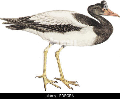 31 Cayley Anseranas semipalmata weißer Hintergrund Stockfoto