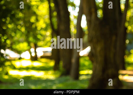 Defokussierten Bild eines Waldes mit Sonnenschein und grünen Blättern. Abstrakte blured Hintergrund Stockfoto