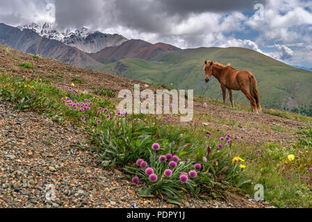 Schöne braune Pferd Schürfwunden auf einer Wiese mit Blumen auf dem Hintergrund der schneebedeckten Berge und einem bewölkten Himmel in den Highlands Stockfoto