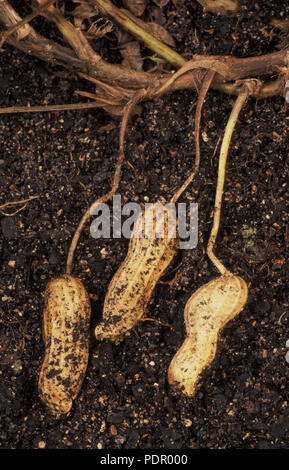 Erdnuß (ARACHIS HYPOGAEA' VIRGINIA) HÜLSEN IM BODEN. FABACEAE. Auch bekannt als Monkey Schalenfrüchte, Erdnüsse oder GOOBERS. Stockfoto